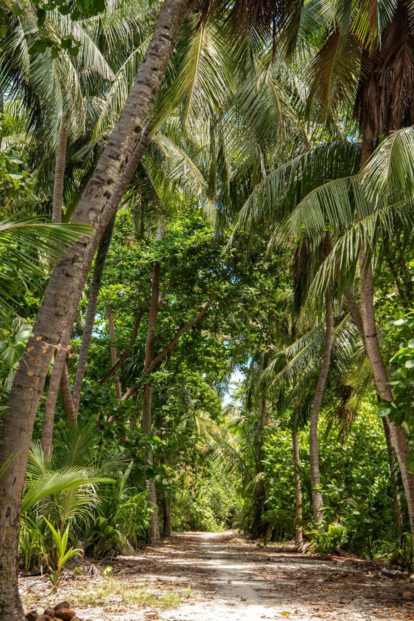 Tropical Tree Hotel Fehendhoo Exterior foto